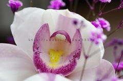 シンビジューム