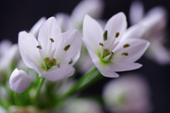 アリウムコワニー