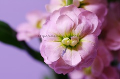 スプレーストック