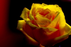 イエローローズ