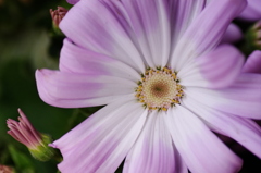 サイネリアピンク