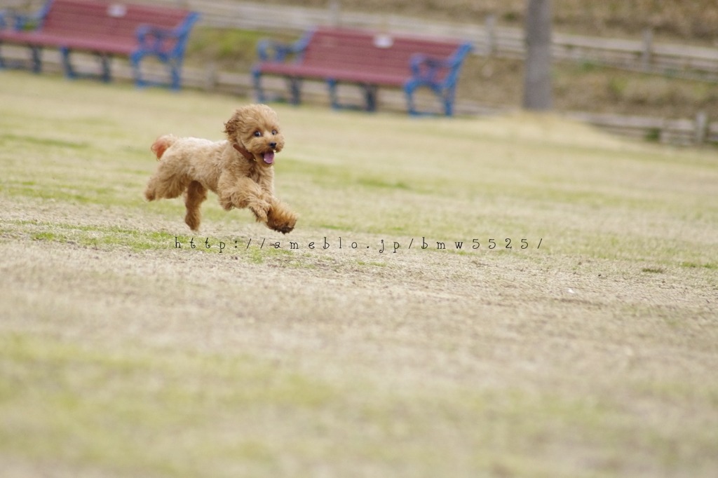駆け抜ける喜び