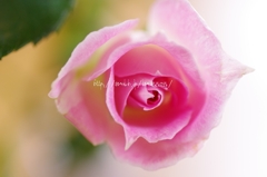 朝の日差しを浴びて、、