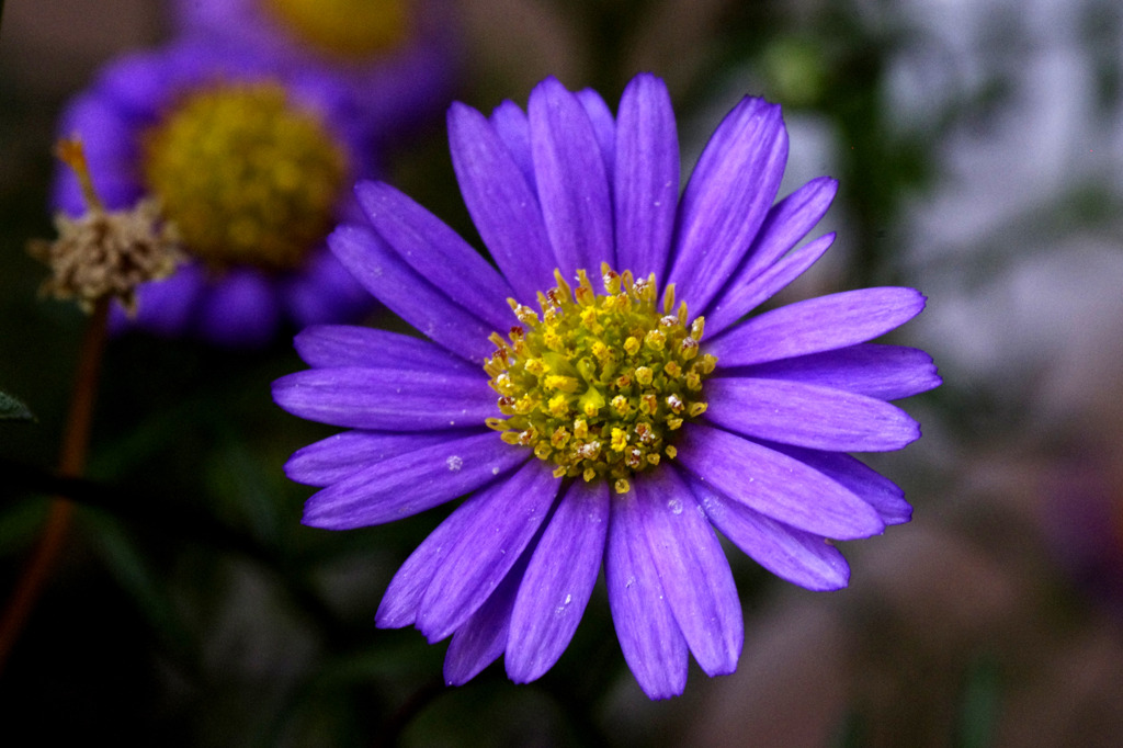 紫色花