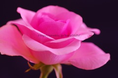 バラ　タイタニック