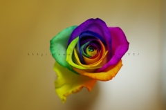 カラフルイズベスト