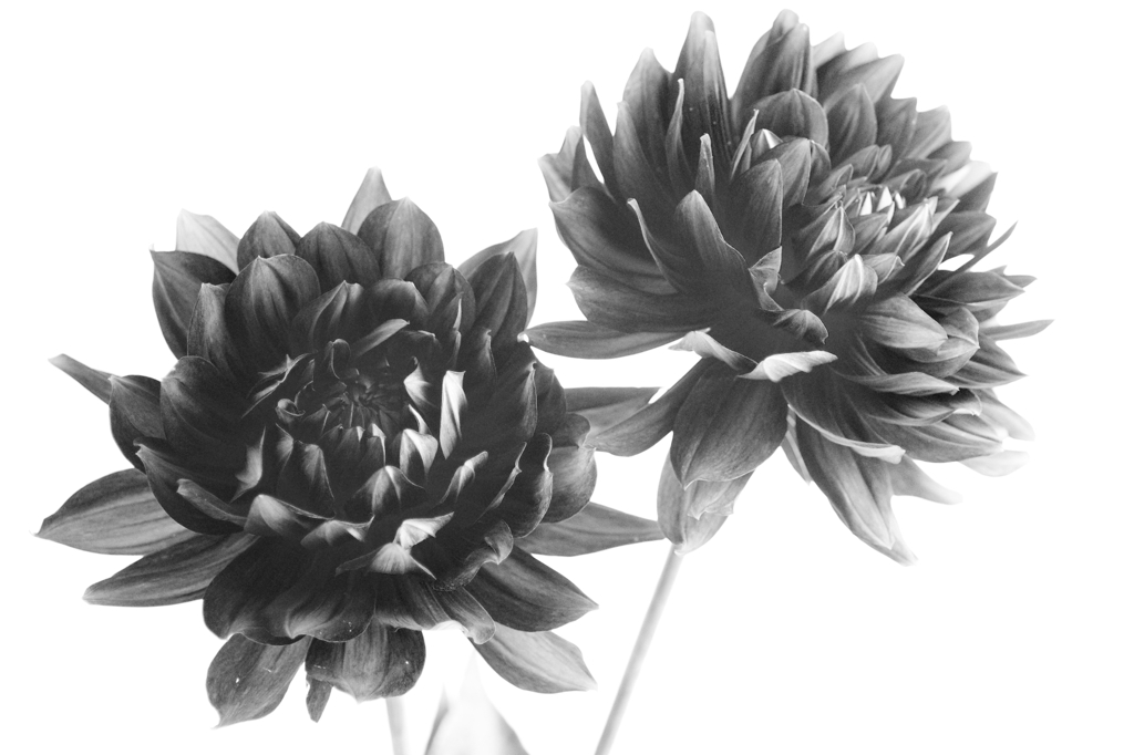 モノクロスケッチ