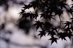 紅葉のシルエット