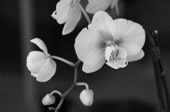 モノクロ蘭