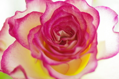 薔薇
