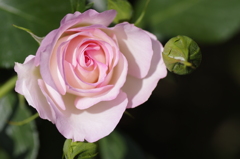 薔薇