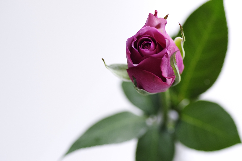 ミステリアス　薔薇