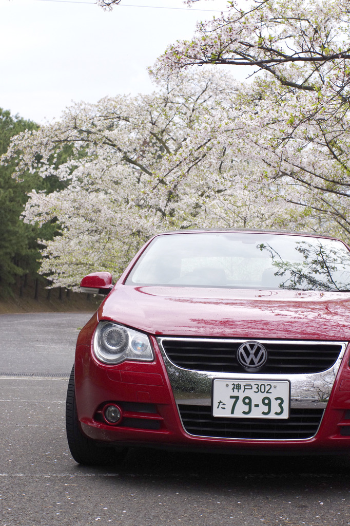 EOSと桜