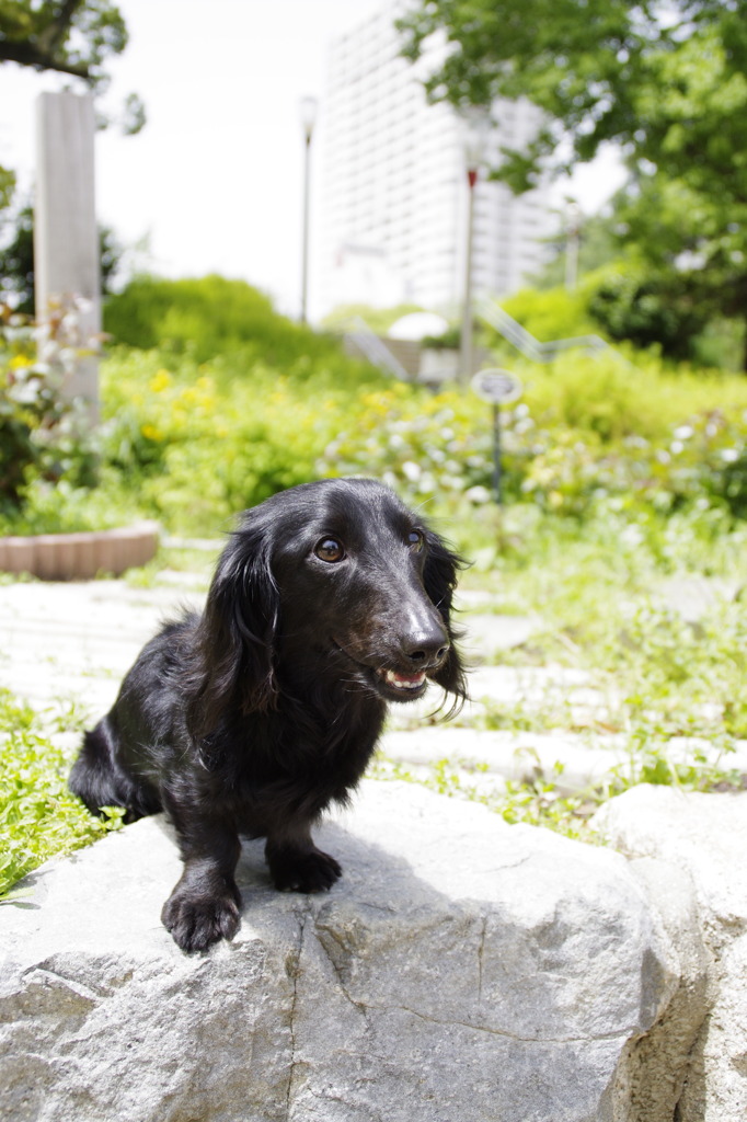 うちの愛犬