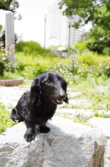 うちの愛犬