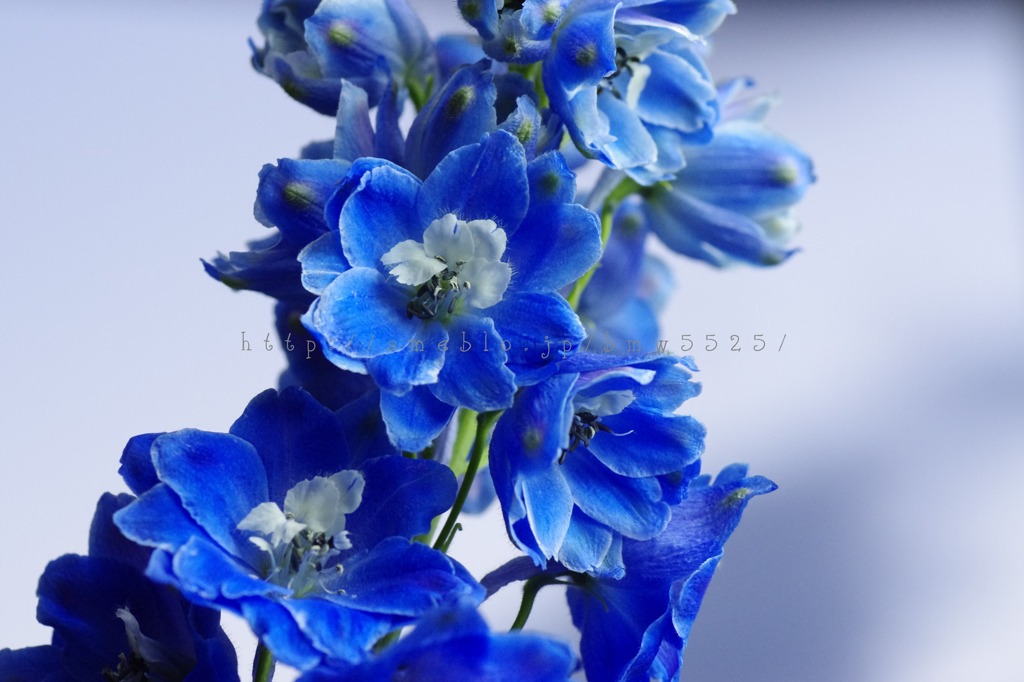 デルフィニューム