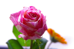 こんな感じも好き！