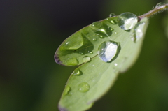 水浴び緑