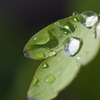 水浴び緑