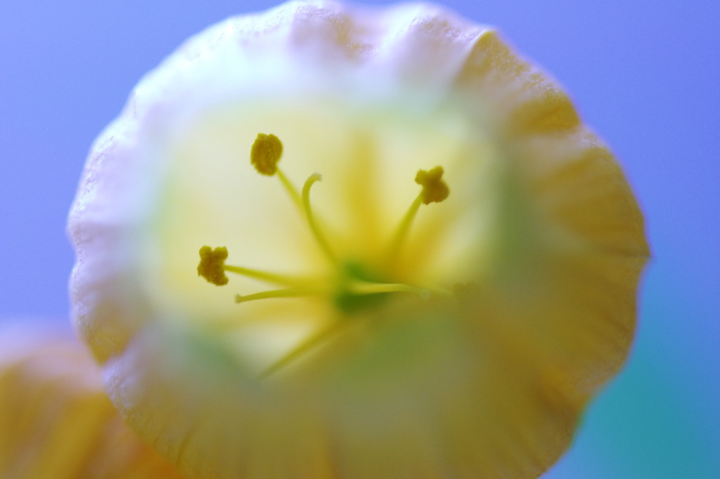 サンダーソニアの中身