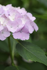 薄ピンクの紫陽花