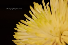 シャンパン　イエロー