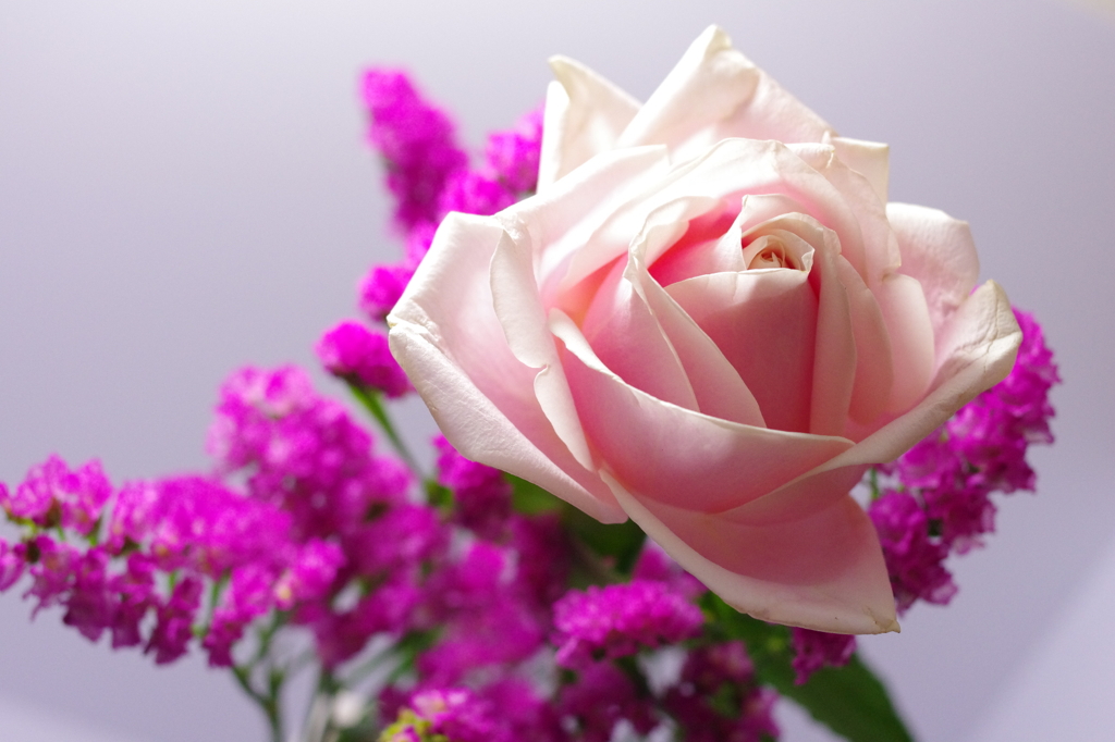 薔薇とスターチス