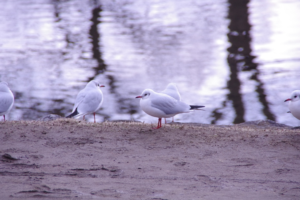 さむいなぁ〜。