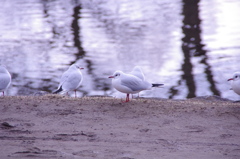 さむいなぁ〜。