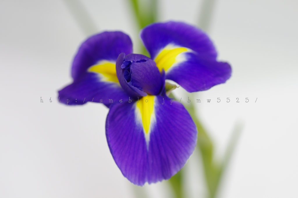 ブルーダイアモンド