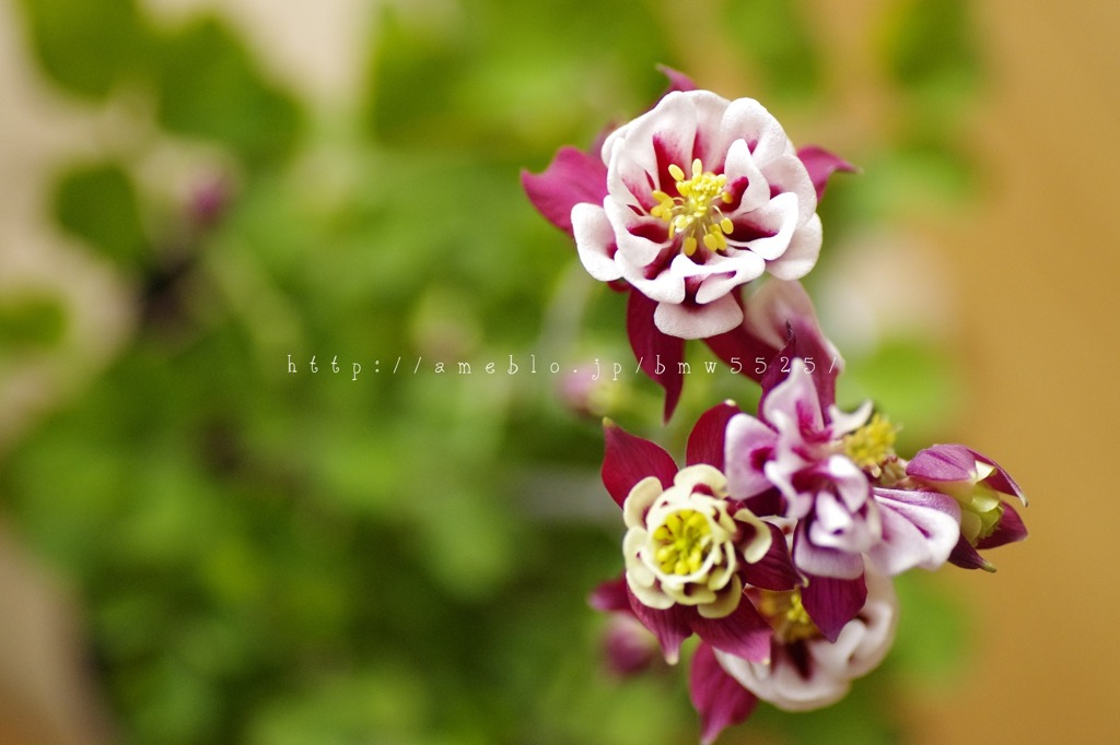 オダマキ　ウィンキー