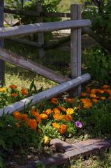 目に付いた風景