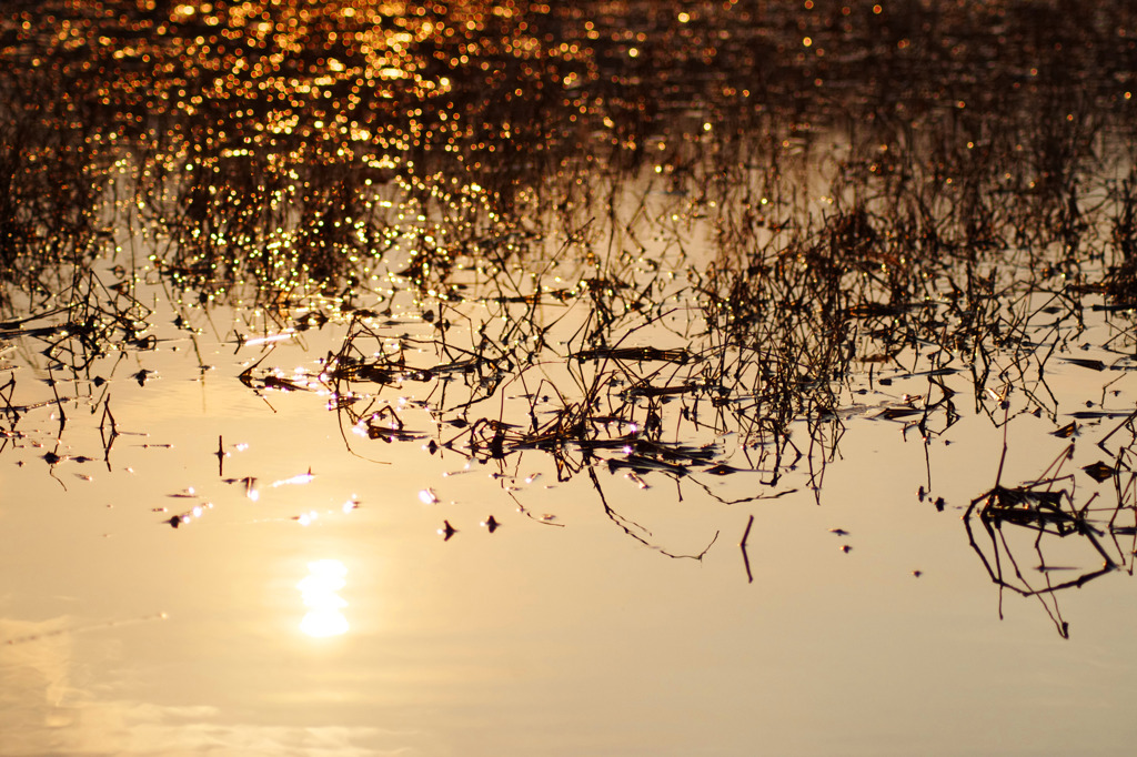 夕日池