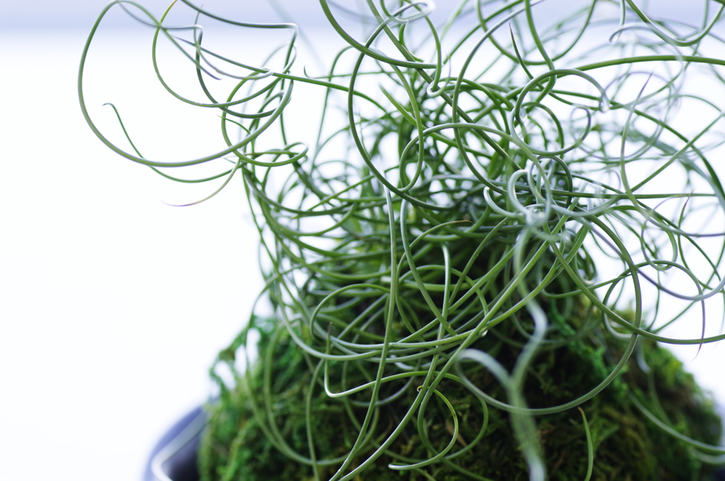 まるでワイヤー