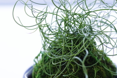 まるでワイヤー