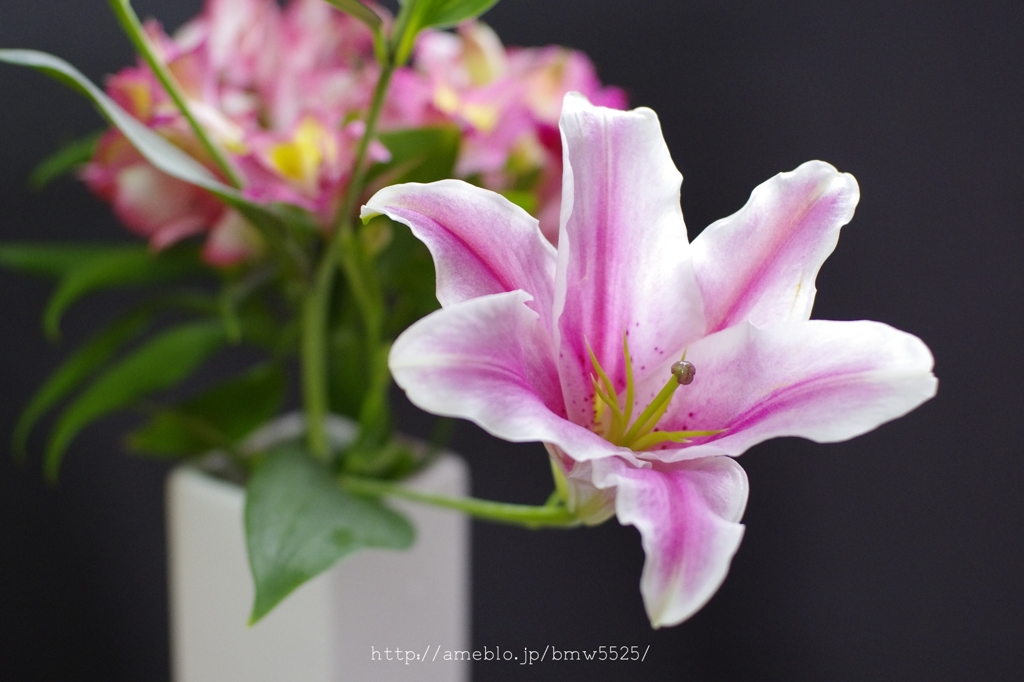 オリエンタルリリー