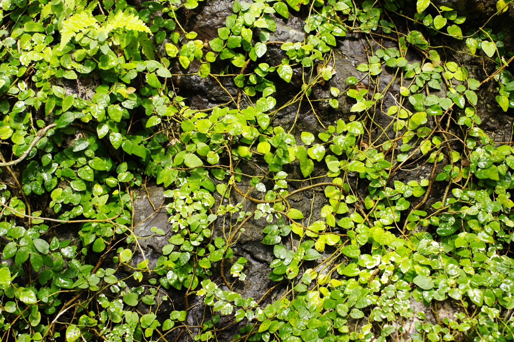 グリーンオブジェ