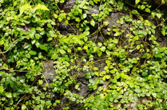 グリーンオブジェ