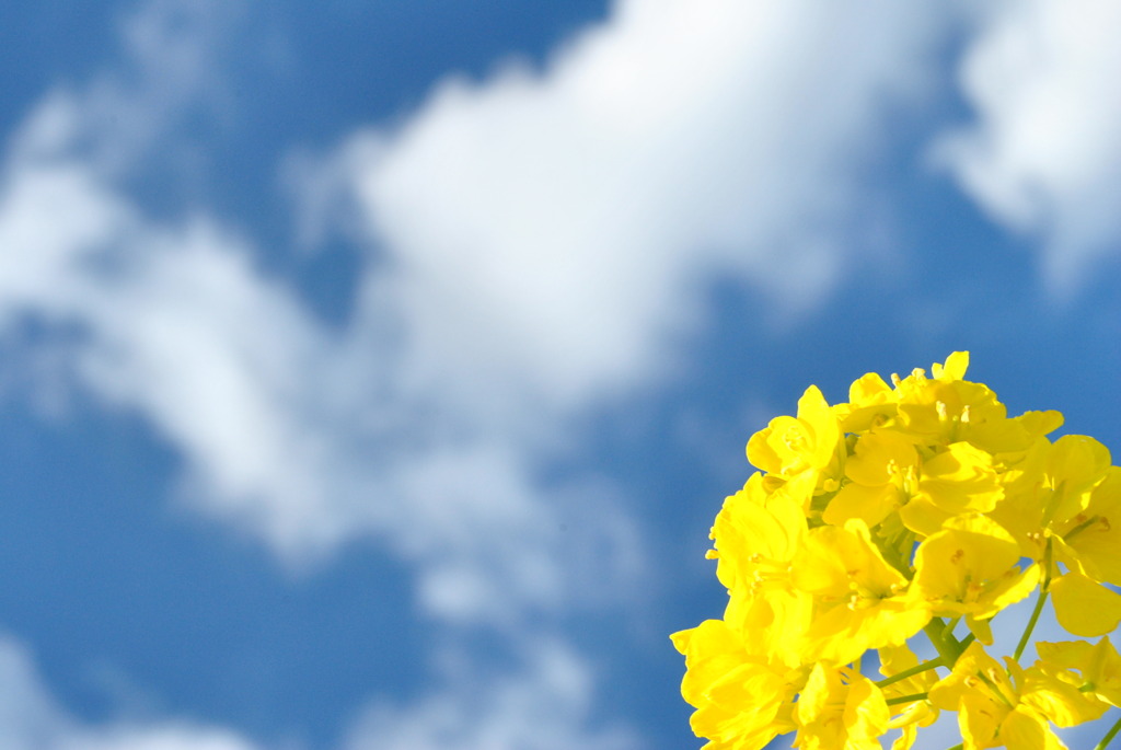 Naの花