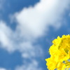 Naの花