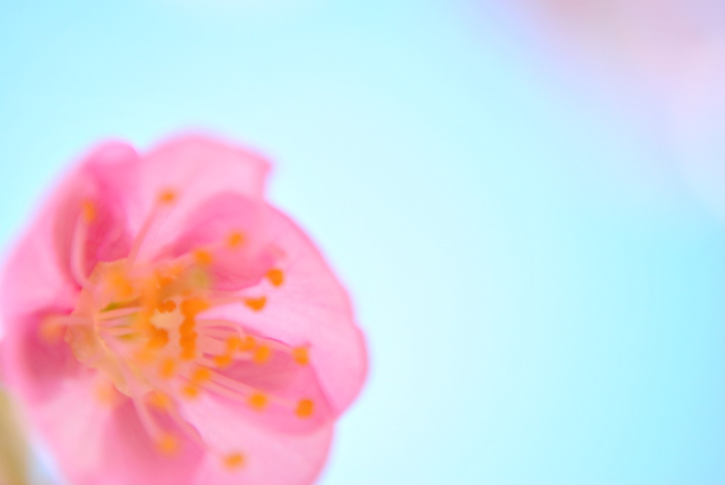 桜のくらげ