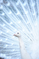 a peafowl