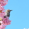 きりりっ　2