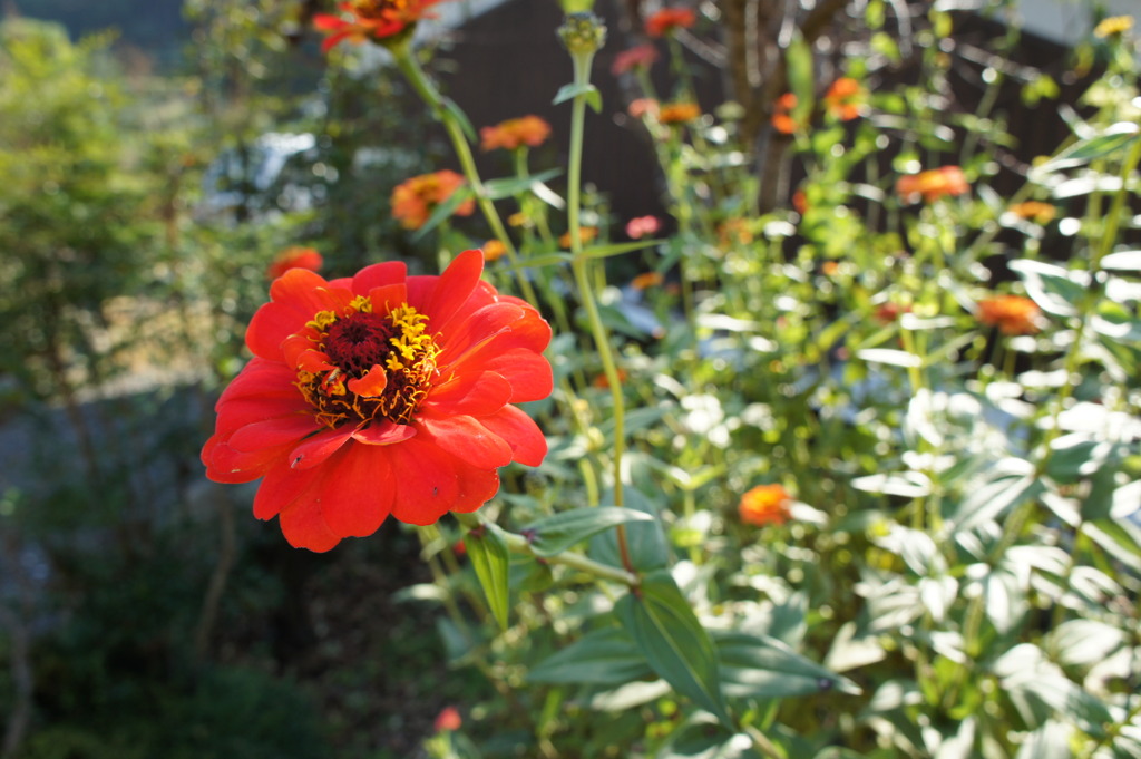 花