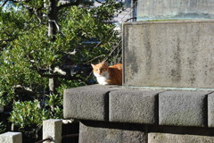 番猫