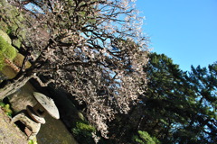 さくら