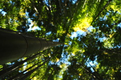 太陽に向かって