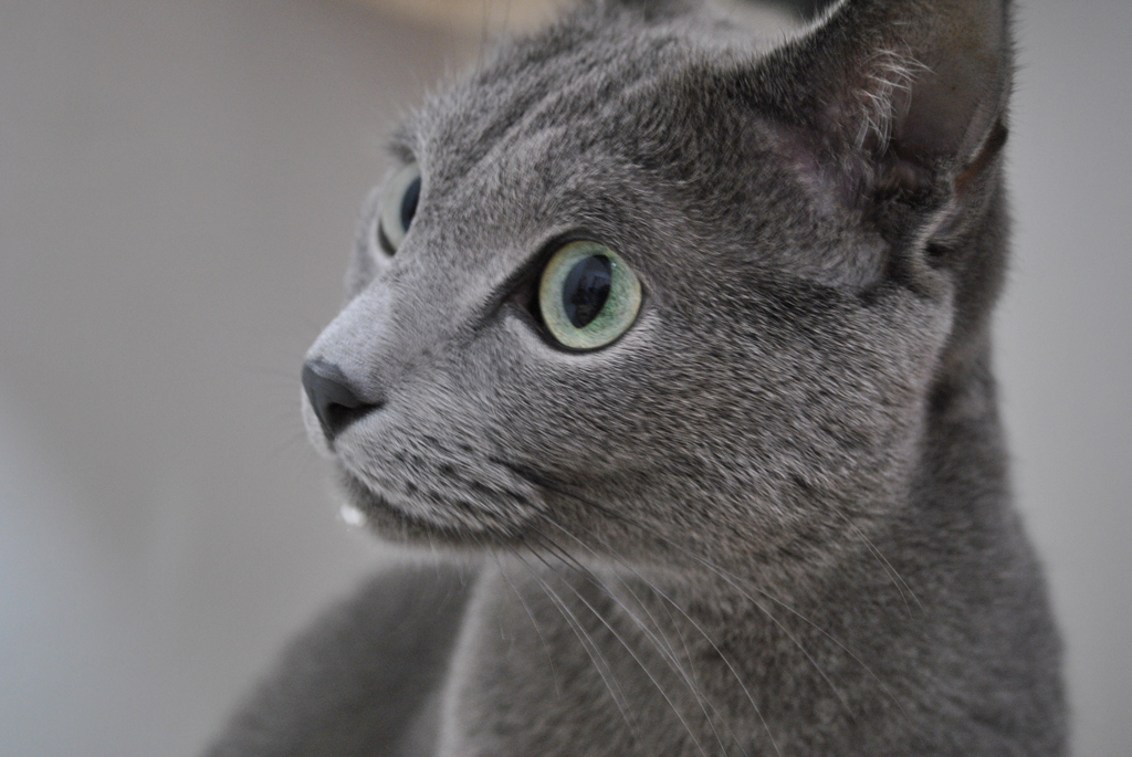 猫の毛質