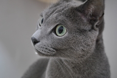 猫の毛質