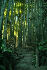 竹の庭へのいざない